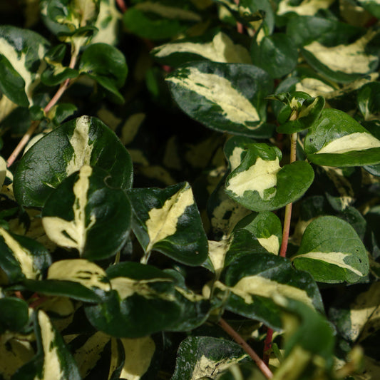 VINCA MAJOR 'WOJO'S GEM"