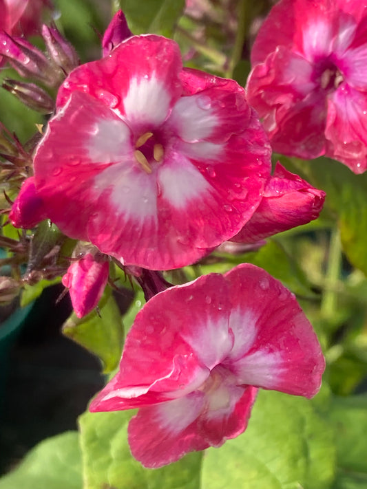 Phlox Famous Coral®