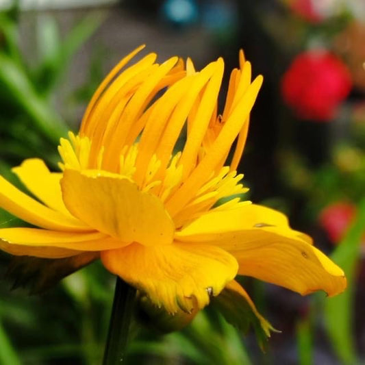 Trollius 'Golden Queen'