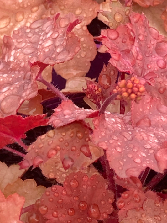 HEUCHERA
CHERRY COLA ®