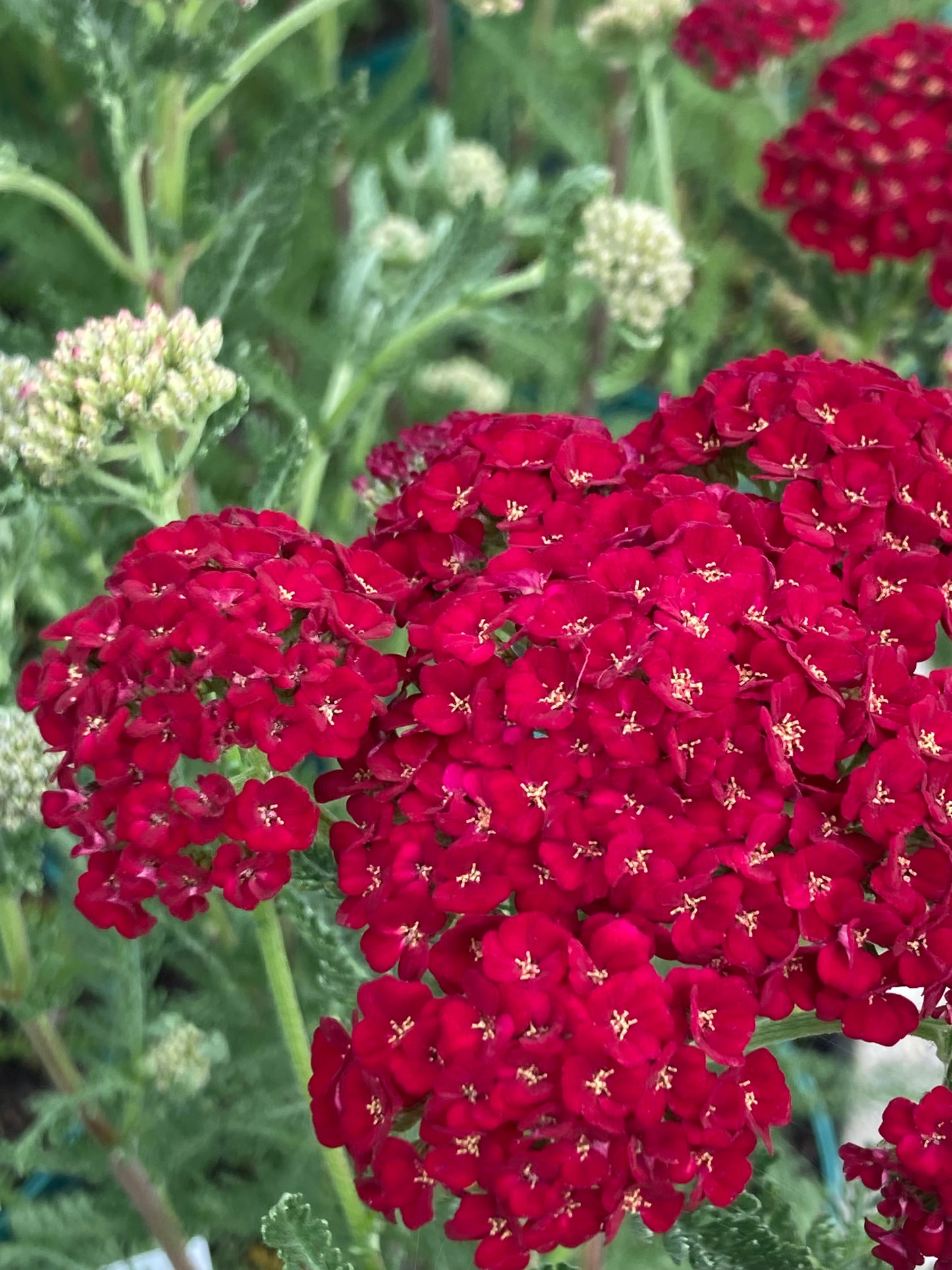 Achillea millefolium 'Pomegranate' (Tutti Frutti Series)
