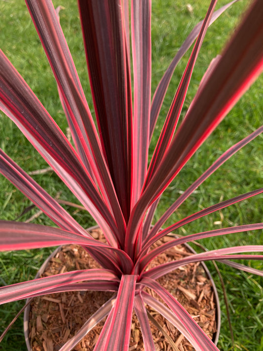 CORDYLINE
AUSTRALIS ‘Charlie Boy’