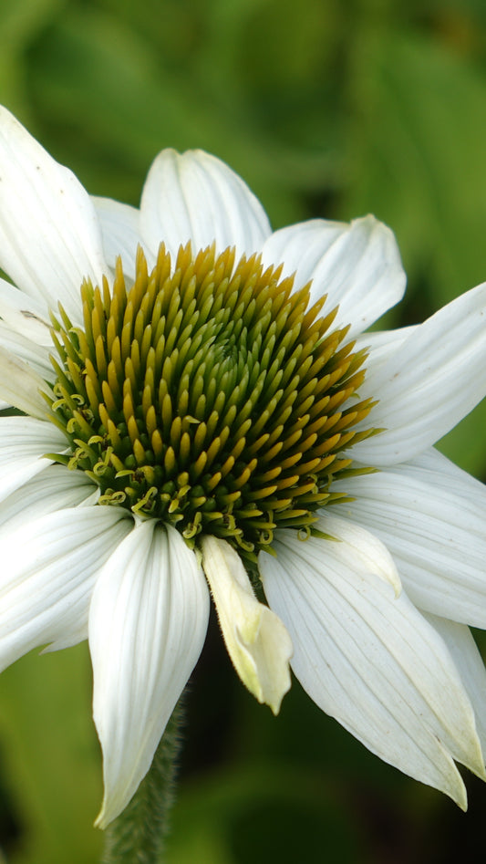 ECHINACEA P.
'POW WOW WHITE'