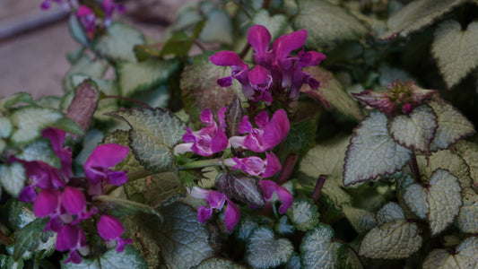 Lamium mac. 'Beacon Silver’