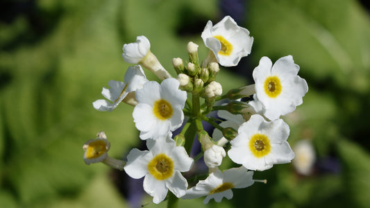 Primula jap.
‘Alba’