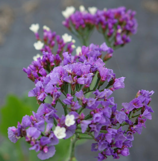 Limonium 'Salt Lake'