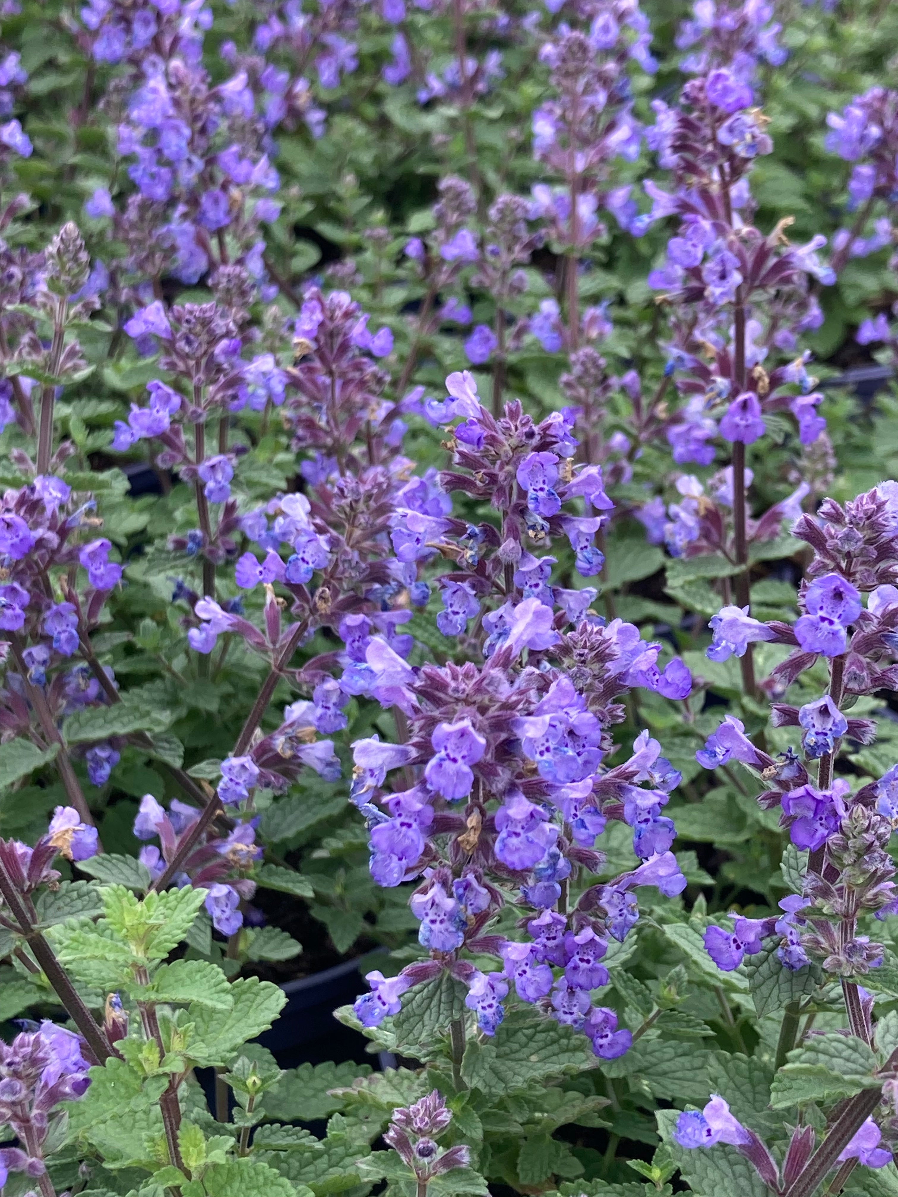 Nepeta Purrsian Blue Riverlane Nurseries Nepeta Purrsian Blue Riverlane Nurseries