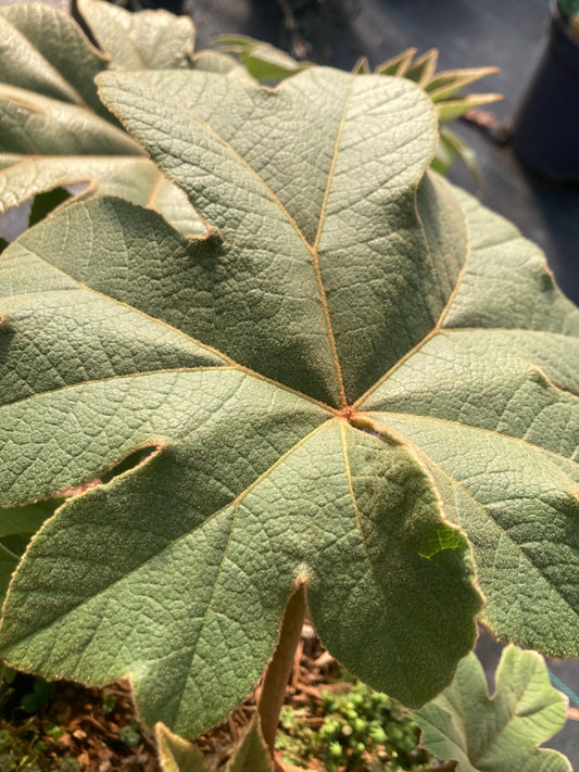 Tetrapanax
papyrifera
"Rex"
