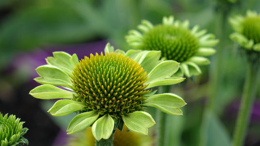 ECHINACEA
'JEALOUSY'®