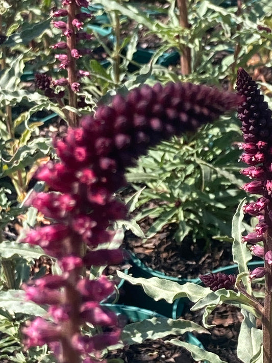 Lysmachia ‘Beaujolais’
