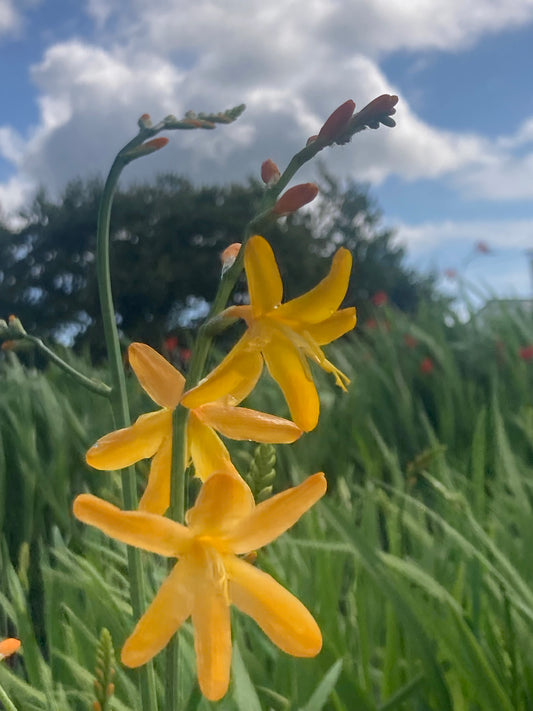 Crocosmia 'George Davison'
