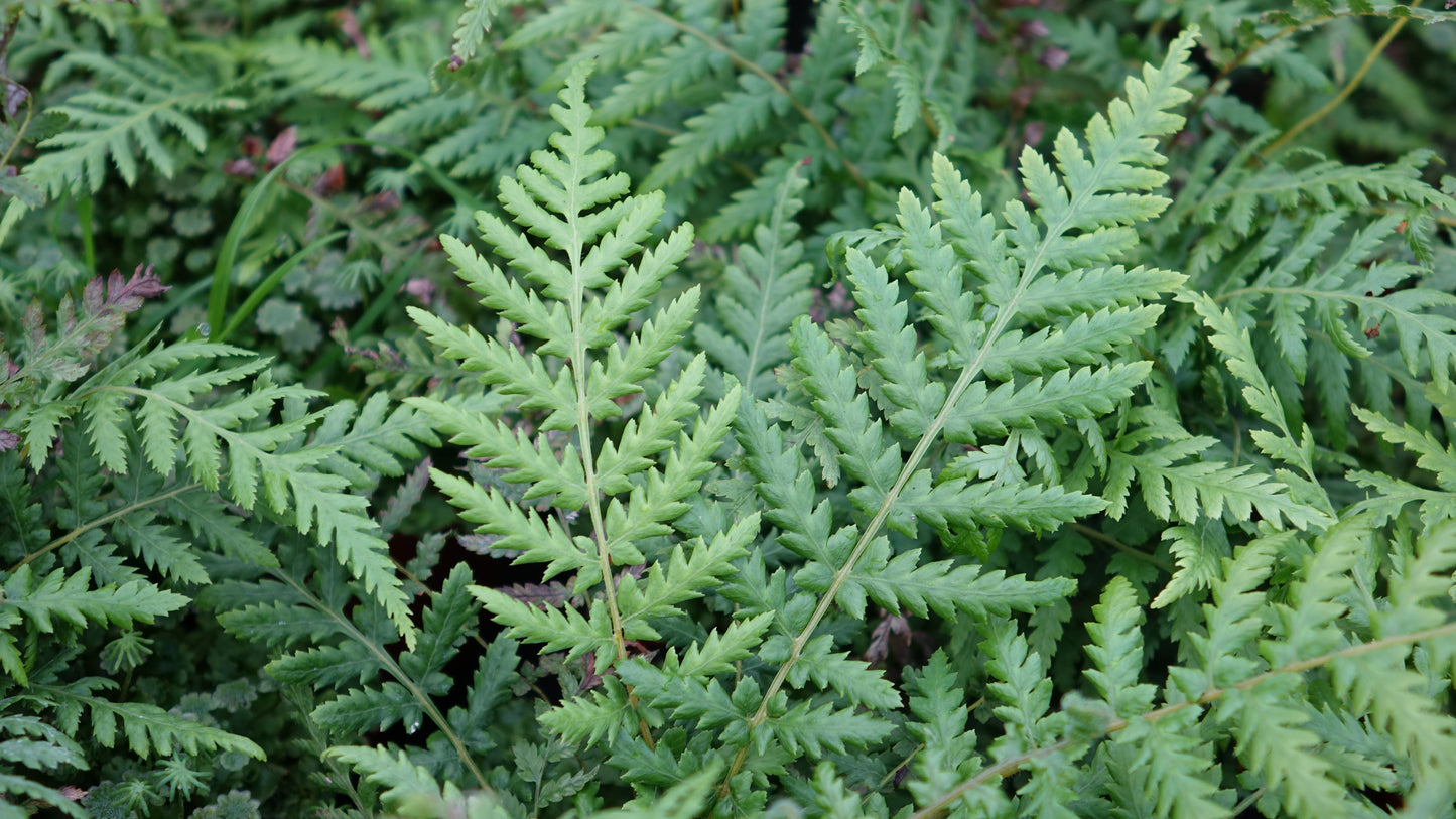 Dicksonia antarctica