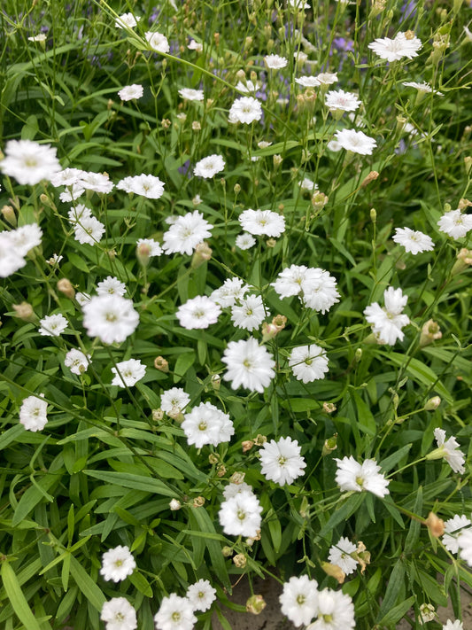 Silene alpestris ‘Starry Dreams’