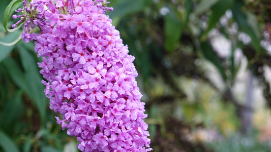 Buddleja Buzz ‘Lavender’