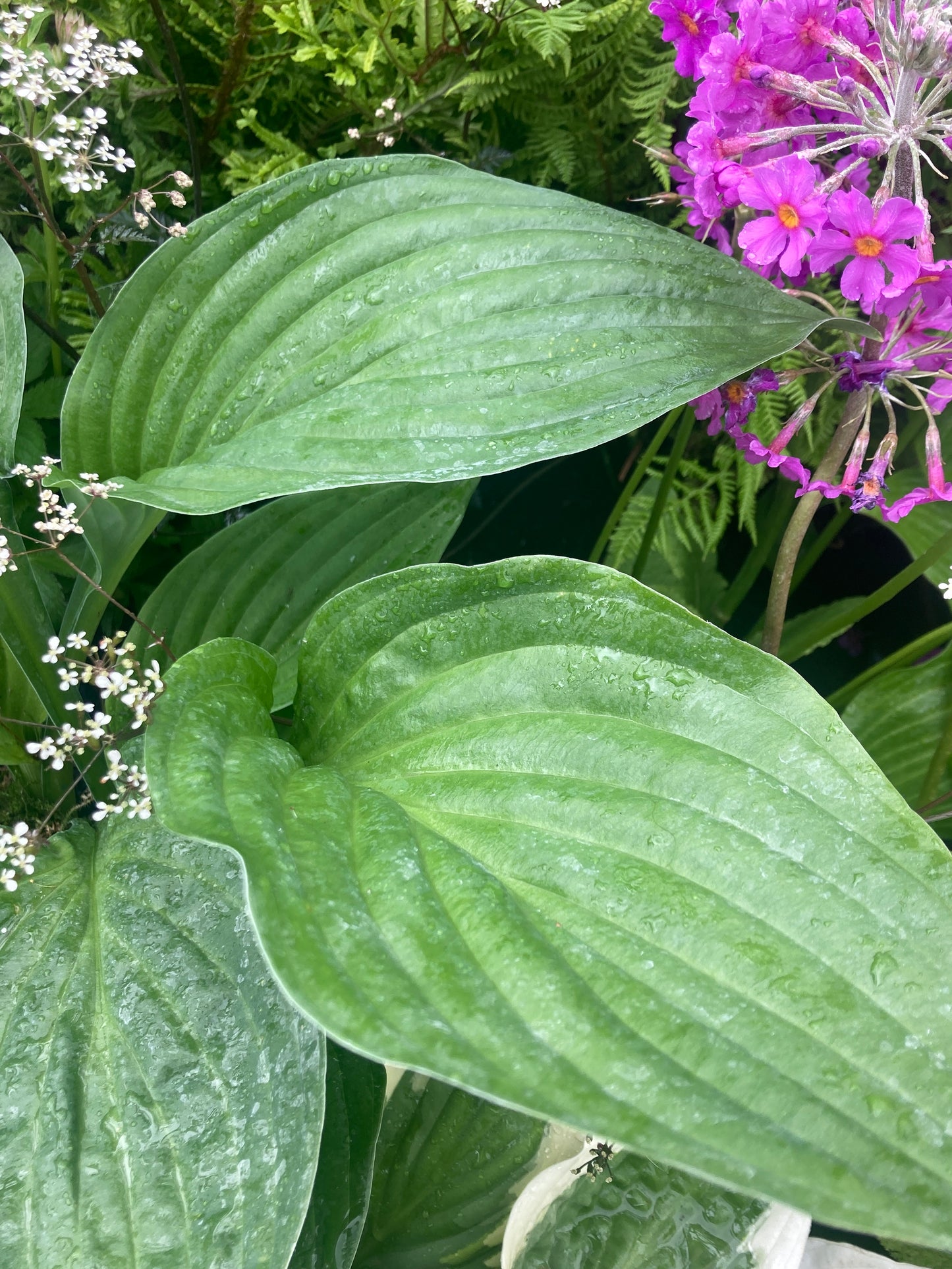 Hosta seboldiana ‘Elegans’