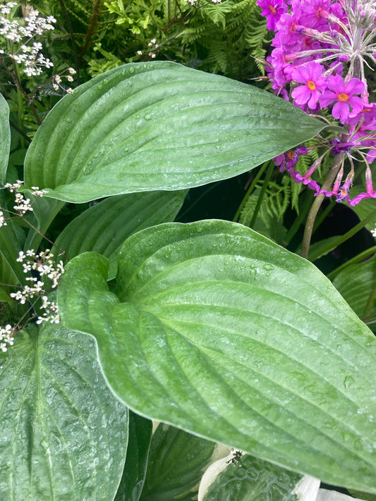 Hosta seboldiana ‘Elegans’