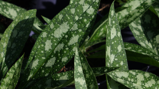 PULMONARIA
RASPBERRY
SPLASH