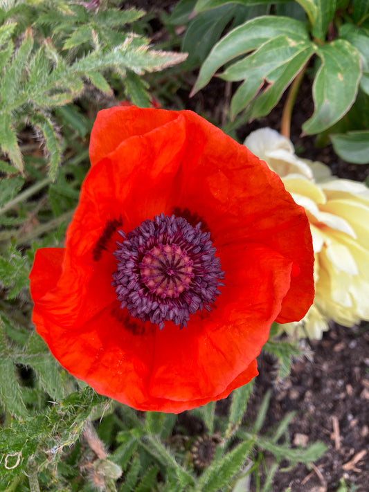 Papaver Orientale 'Allegro'