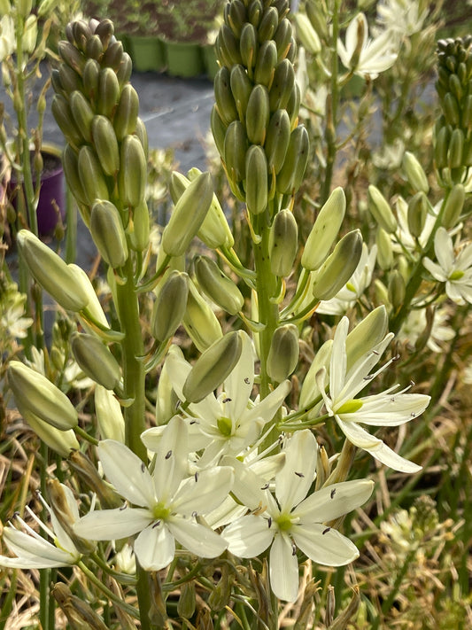 Camassia caerulea 'Alba'