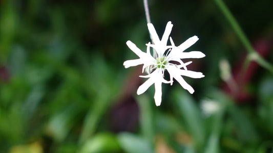 Lychnis flos-cuculi 'White Robin'
