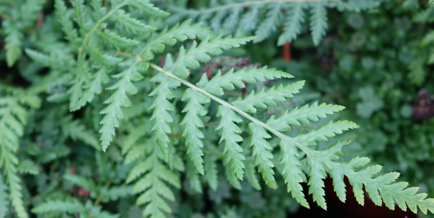 Dicksonia antarctica