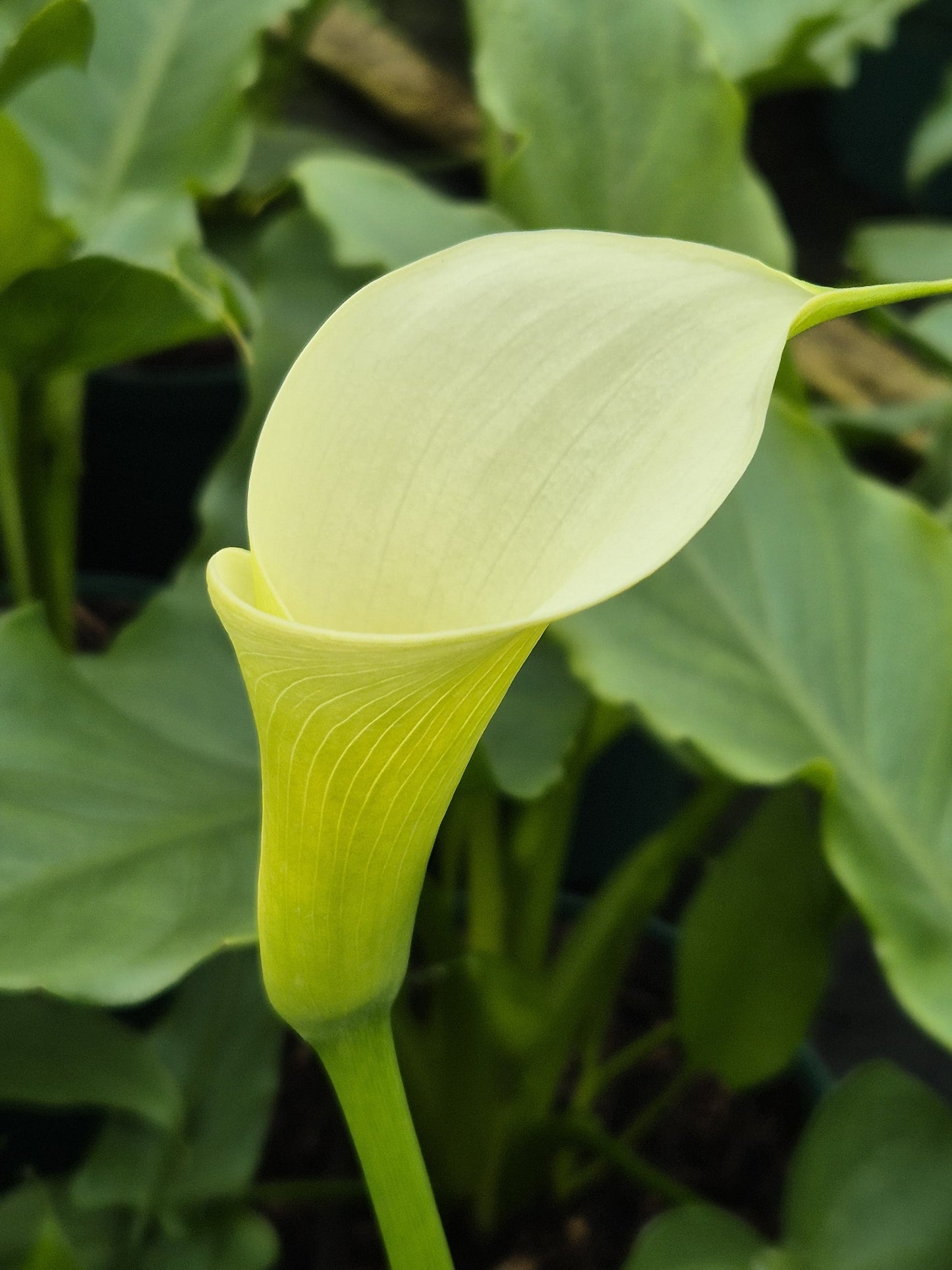 Zantedeschia aet. Snowwhite ®