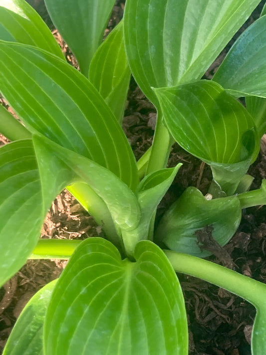 Hosta 'Devon Green'