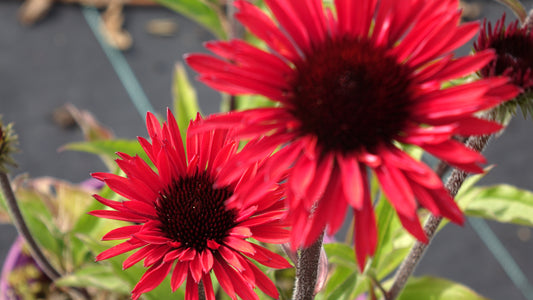 ECHINACEA
'SUNSEEKER'S
ORANGE'