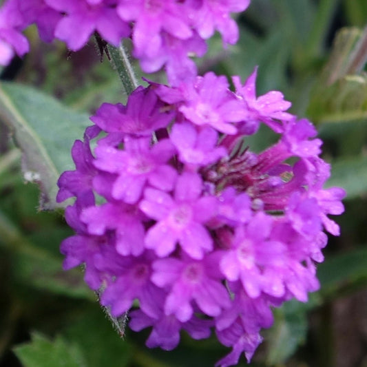 Verbena rigida 'Venosa'