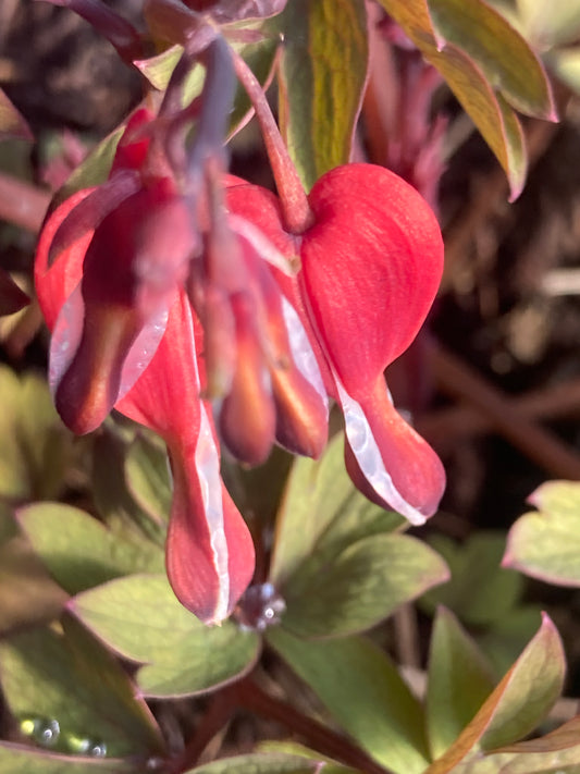 Dicentra ‘Valentine’