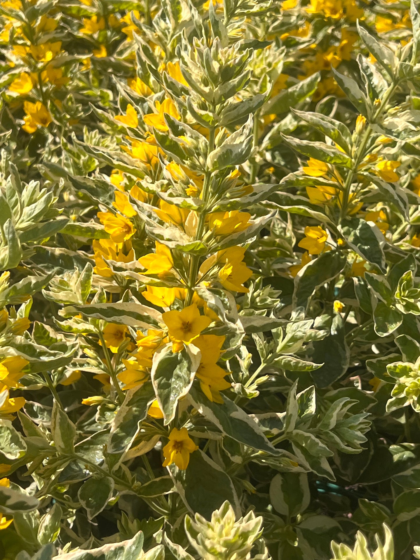 Lysimachia punctata 'Alexander'
