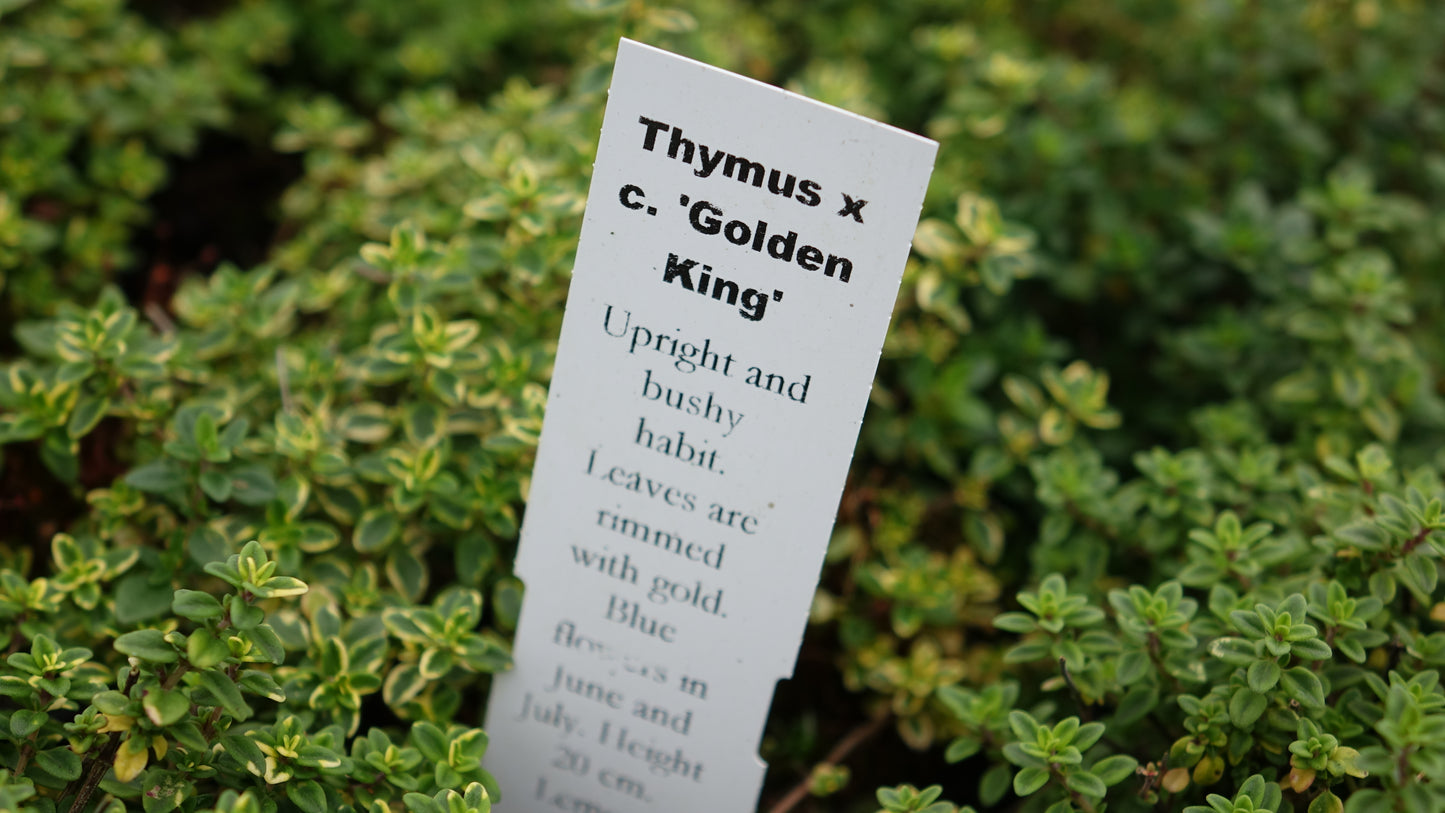 Thymus x c. ‘Golden King’