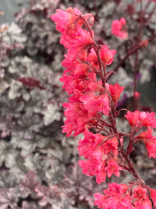 Heuchera 'Timeless Treasure' ®
