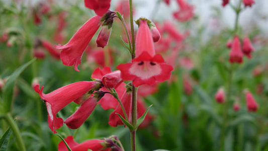 Penstemon 'Rubicundus'