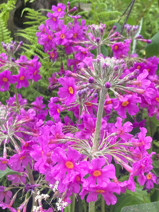 Primula beesiana