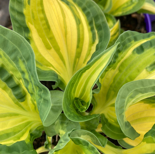 Hosta 'Happy Dayz'