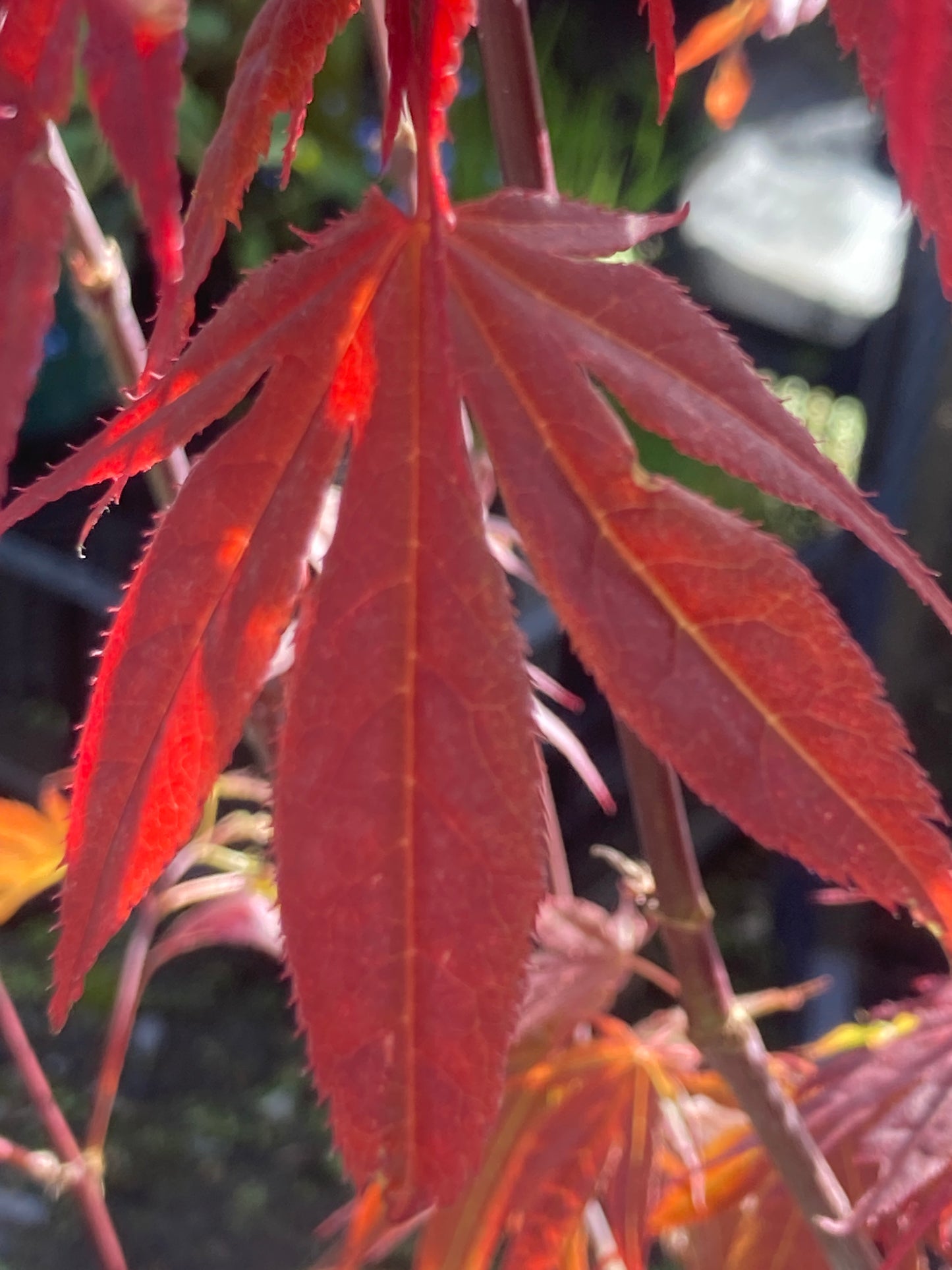 Acer Atropurpureum