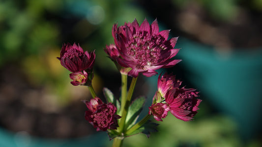 Astrantis major venice' ®