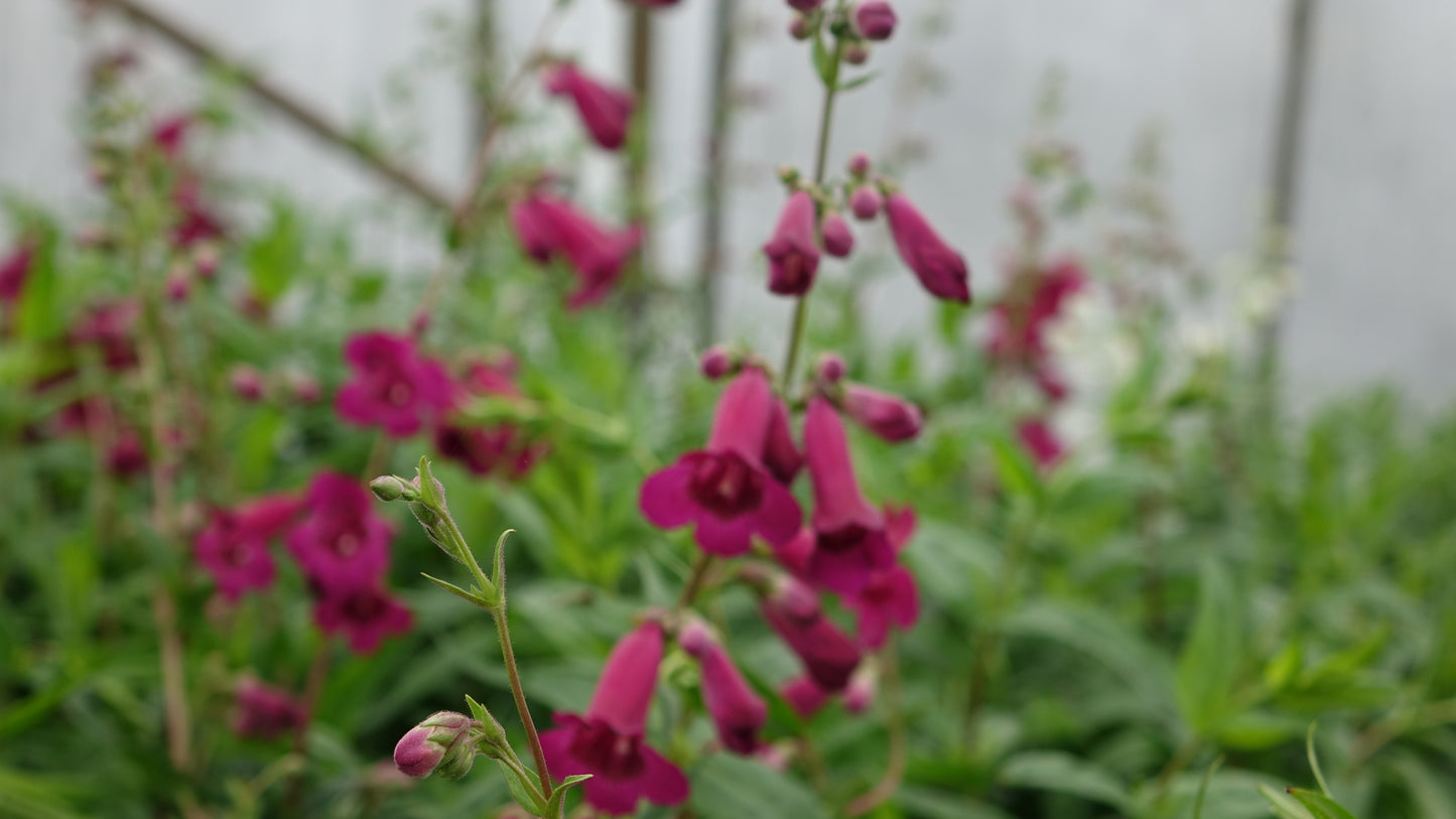 Penstemon 'Rich Ruby'