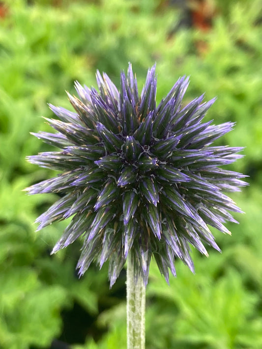 Echinops ritro