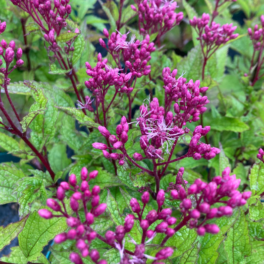 Eupatorium purp. ‘Ruby’