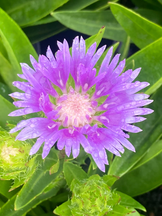 Stokesia ‘Mel's Blue"