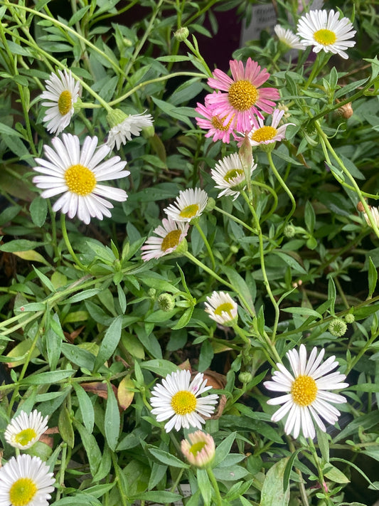 Erigeron Karvinskianus