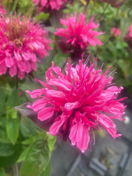 Monarda 'Pink Lace'