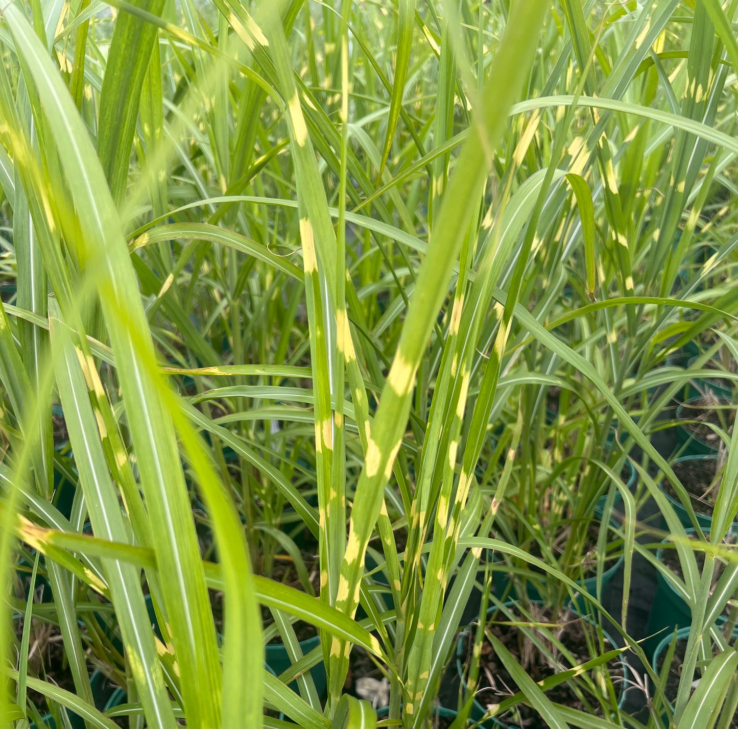 Miscanthus sin, 'Zebrinus
