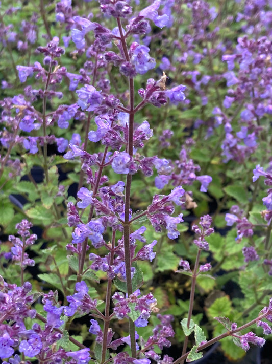 NEPETA X
FASS. 'KIT KAT'