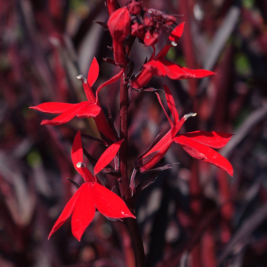 Lobelia 'Queen Victoria'