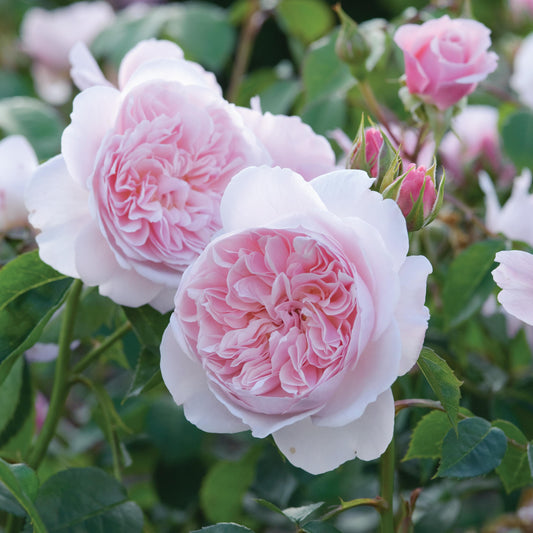 Rosa 'Wisley 2008™' (Ausbreeze) English Shrub Rose Bred By David Austin