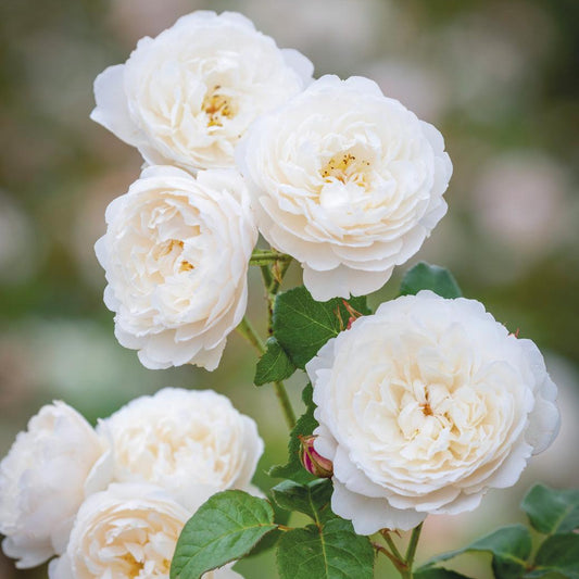 Rosa 'William and Catherine' (Ausrapper) English Shrub Rose Bred By David Austin