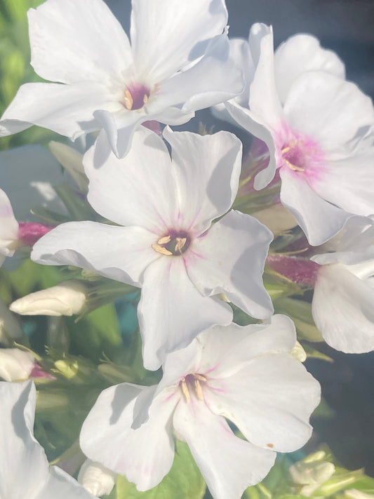 Phlox 'Famous White'